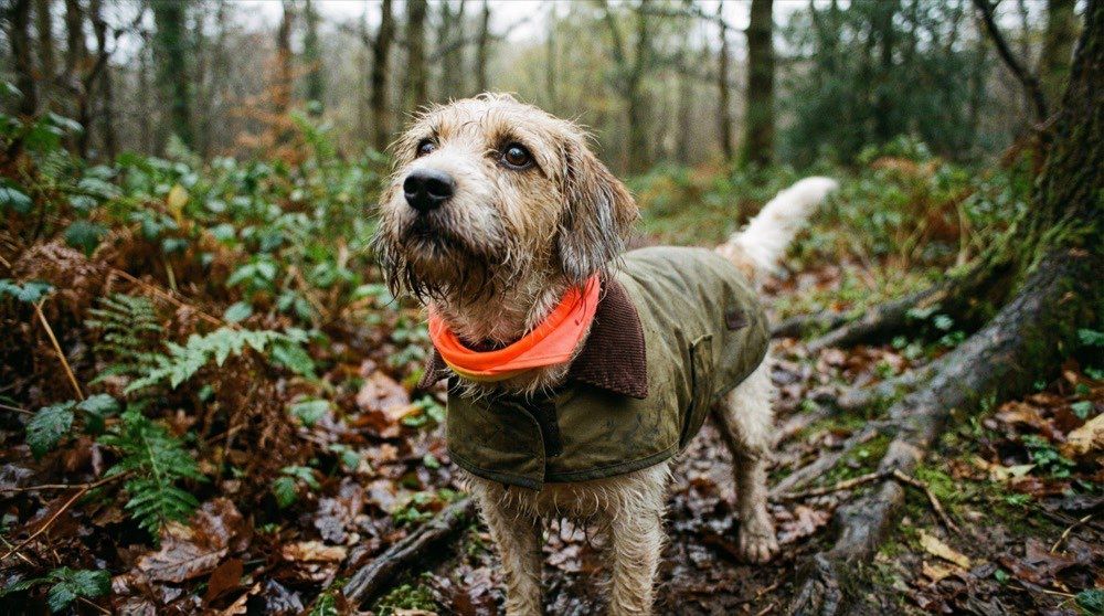 Huisdier accessoires campagnefoto